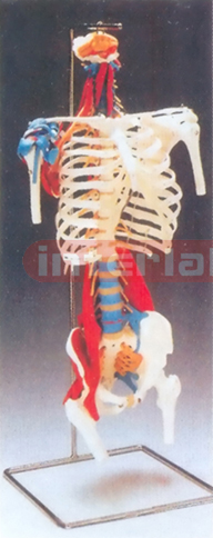 HUMAN SKELETAL TORSO MODEL